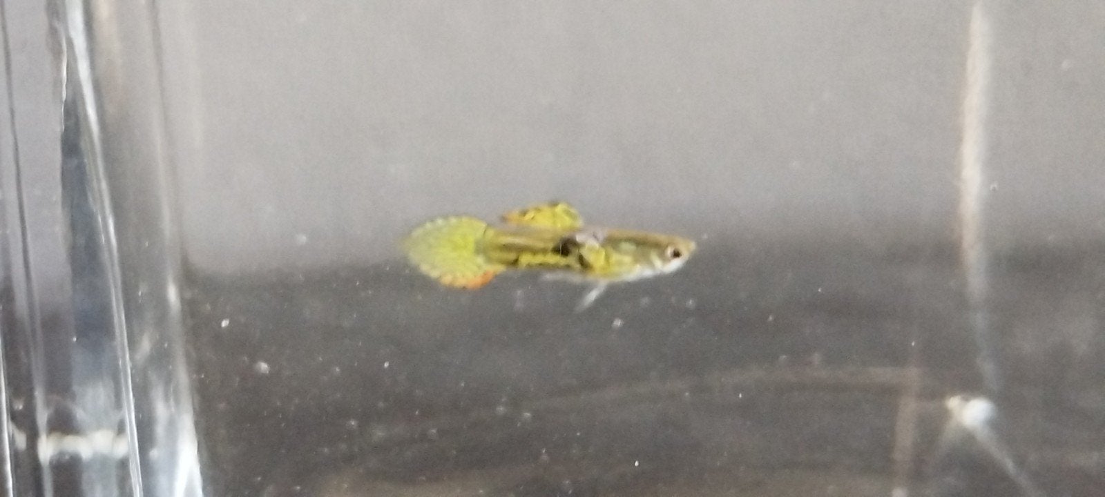 Pearl black snake endlers., Dieren en Toebehoren, Vis, Zoetwatervis