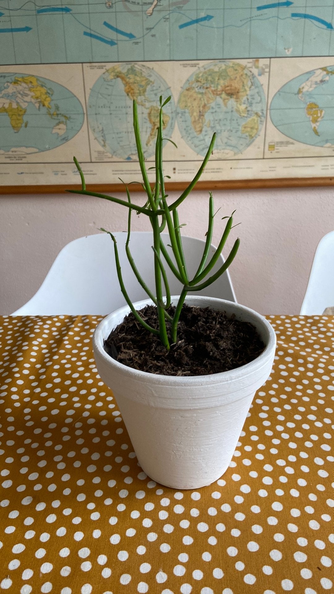 potloodplant - Ideaal voor elk interieur, Overige soorten, Volle zon, Vaste plant, Ophalen of Verzenden