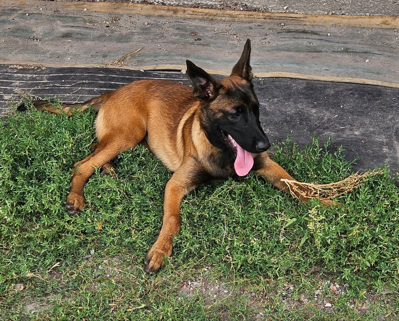 Mechelse herder teef, 15 weken tot 1 jaar, Parvo, Eén hond, Herder