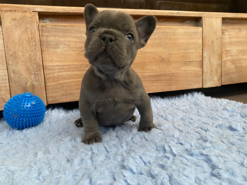 *** Geweldige Franse Bulldog Pups ***, Reu, 8 tot 15 weken, Parvo, Bulldog