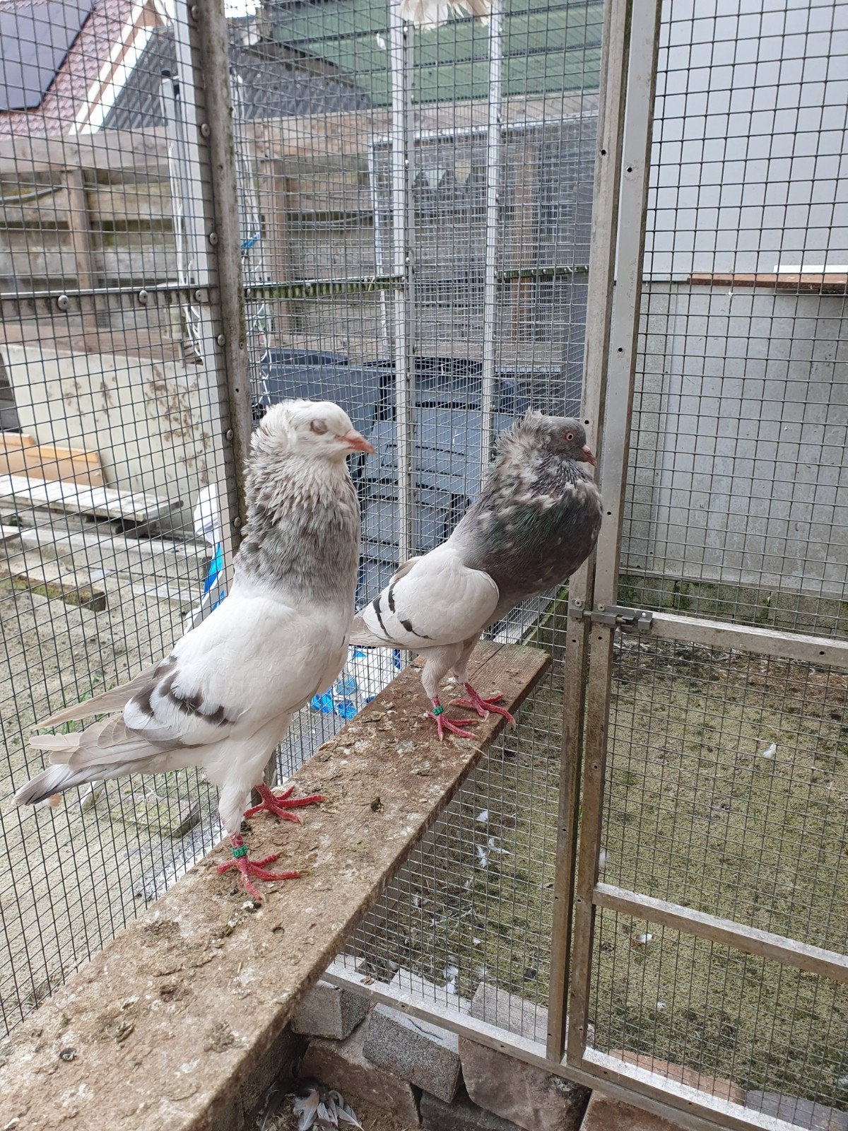starwitzer kroppers, Meerdere dieren, Kropper