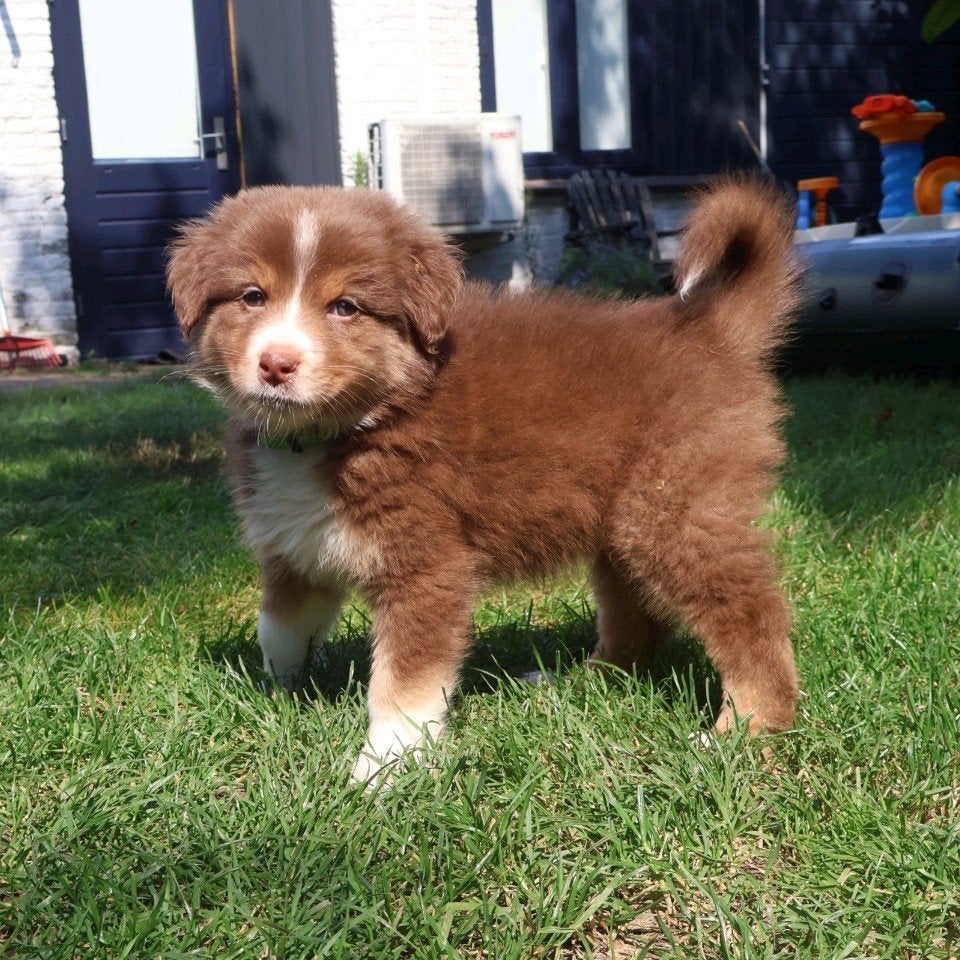 Australian Shepherd pups met stamboom, Dieren en Toebehoren, Parvo, 8 tot 15 weken, Meerdere, Meerdere dieren