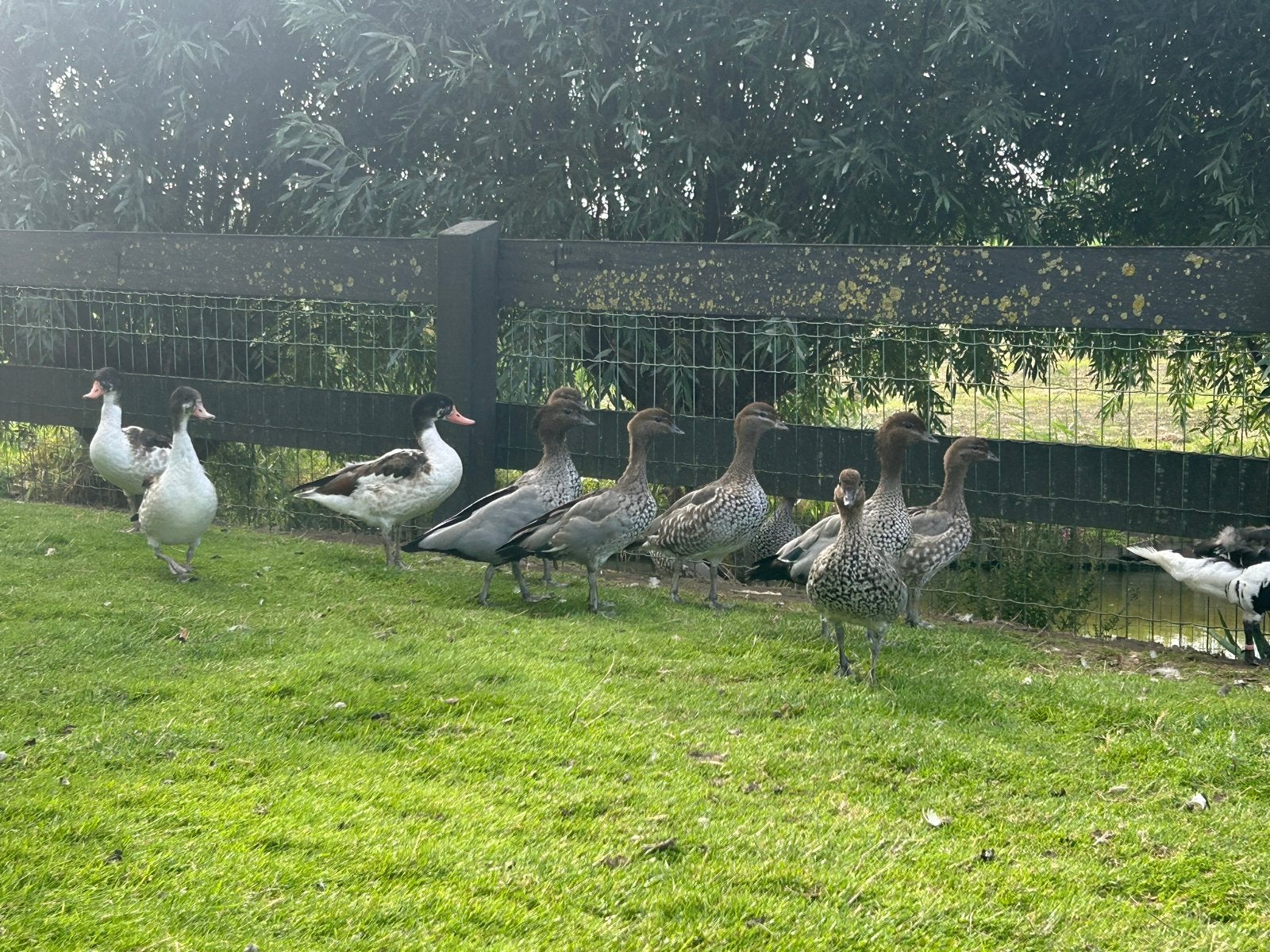 Manengansen en bergeenden, Dieren en Toebehoren, Pluimvee, Meerdere dieren, Kip