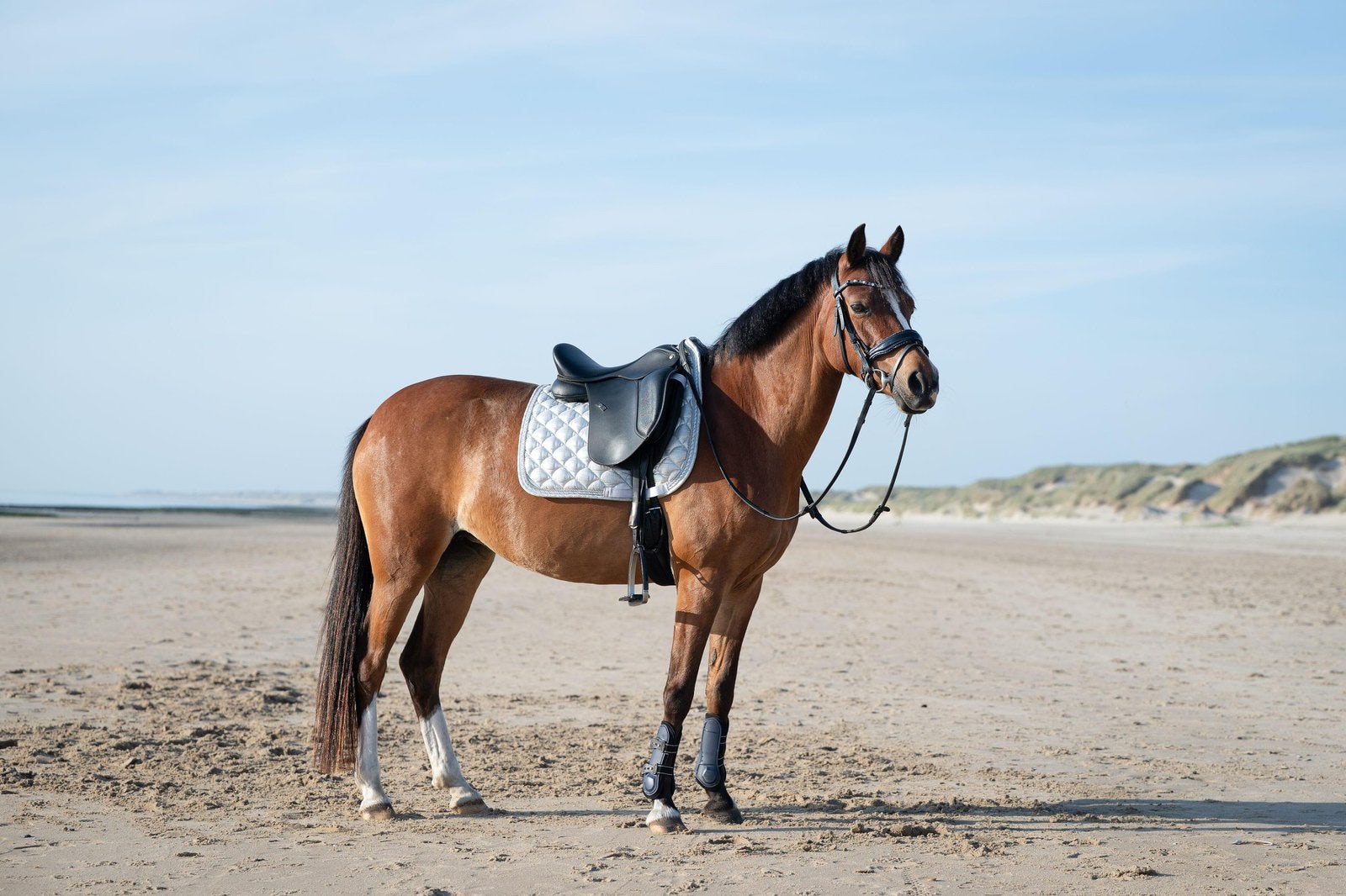 Knappe allround pony, Dieren en Toebehoren, Pony's, Merrie, L, D pony (1.37m tot 1.48m), 11 jaar of ouder
