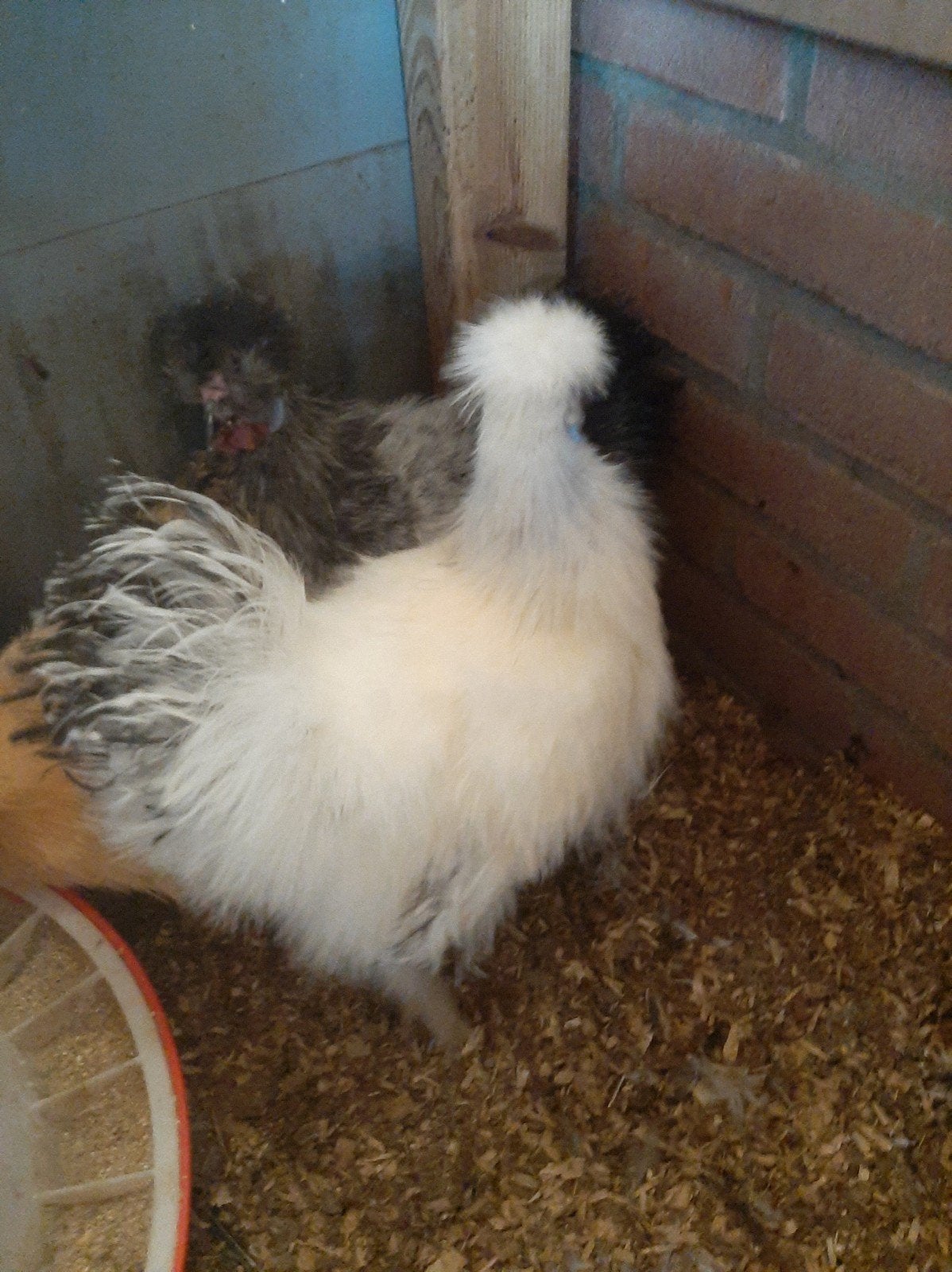 Zijdehoen hanen gratis, Dieren en Toebehoren