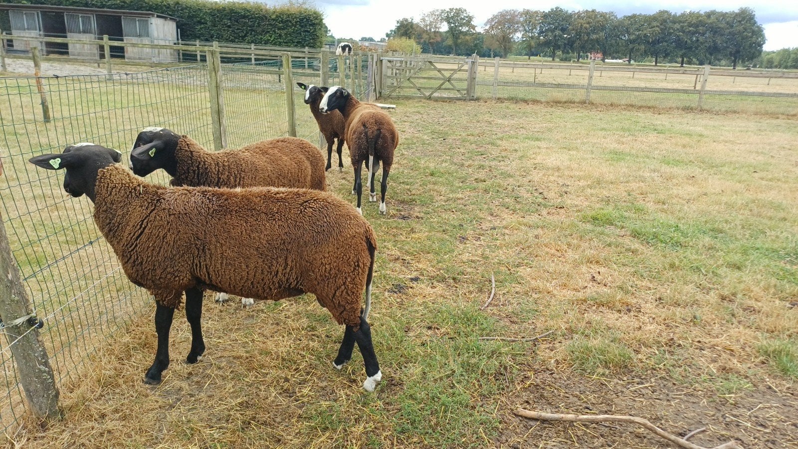 2 mooie zwartbles rammen, CL en CAE vrij, nierfalen vrij, Dieren en Toebehoren, Schapen, Geiten en Varkens, Mannelijk, Schaap