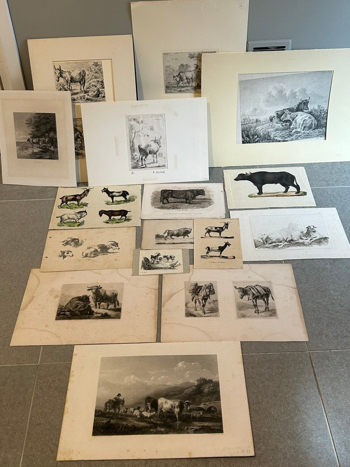 Diverse oude prenten gravures etsen van koeien /geiten etc., Ophalen of Verzenden