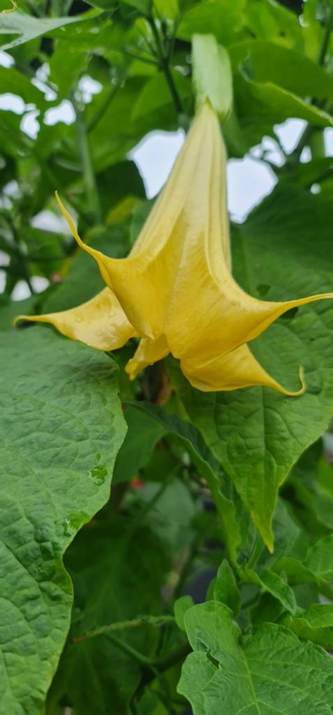 Brugmansia Jericho orange, Ophalen, Overige soorten, Volle zon