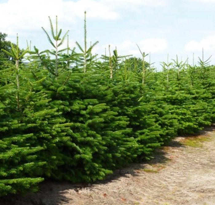 Nordman Gezaagd 250 - 375 mtr. Reserveer al vast actie prijs, Tuin en Terras, Overige soorten, 250 tot 400 cm, Zomer, Ophalen