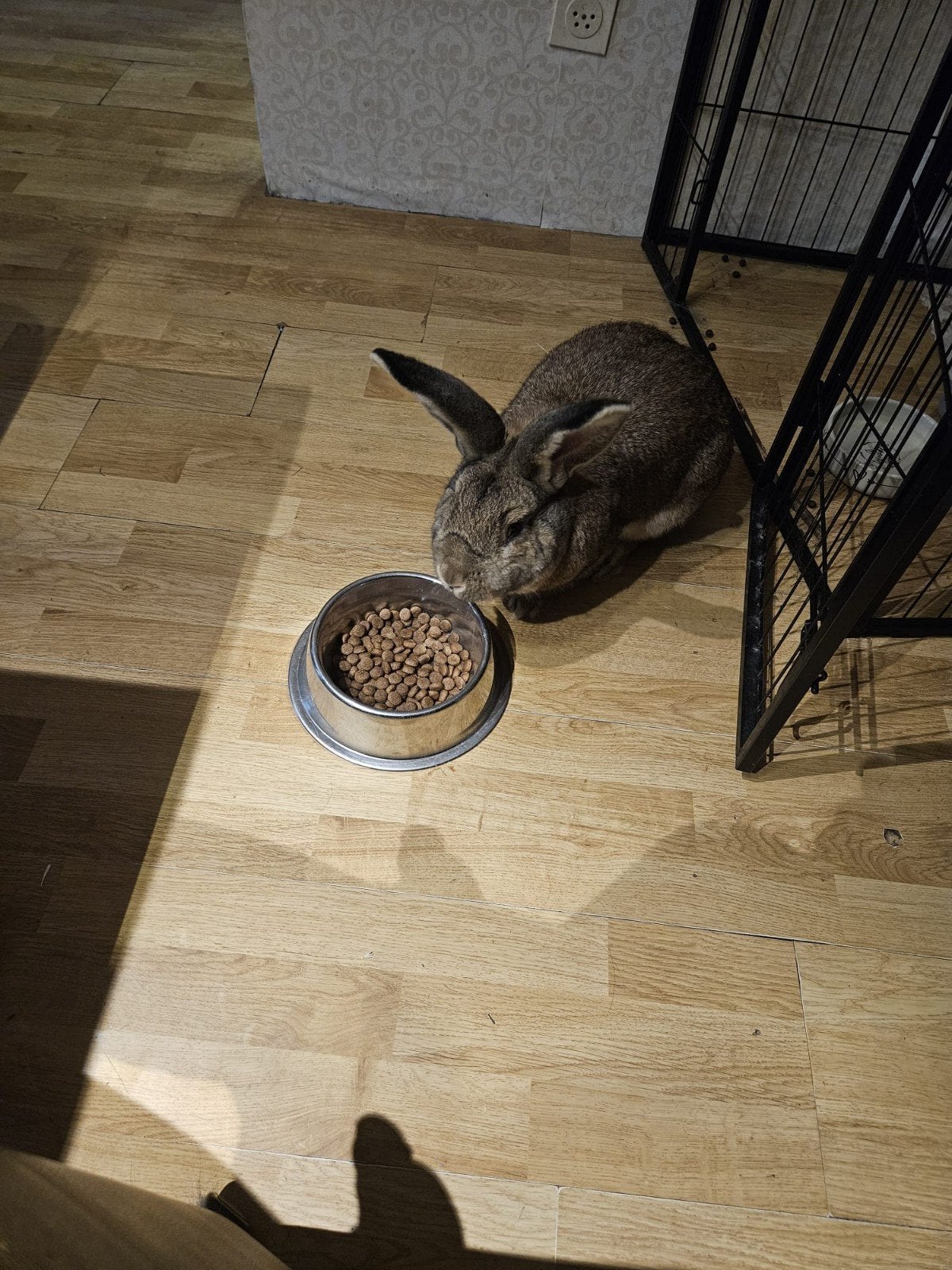TE KOOP DUITSE REUS, Dieren en Toebehoren