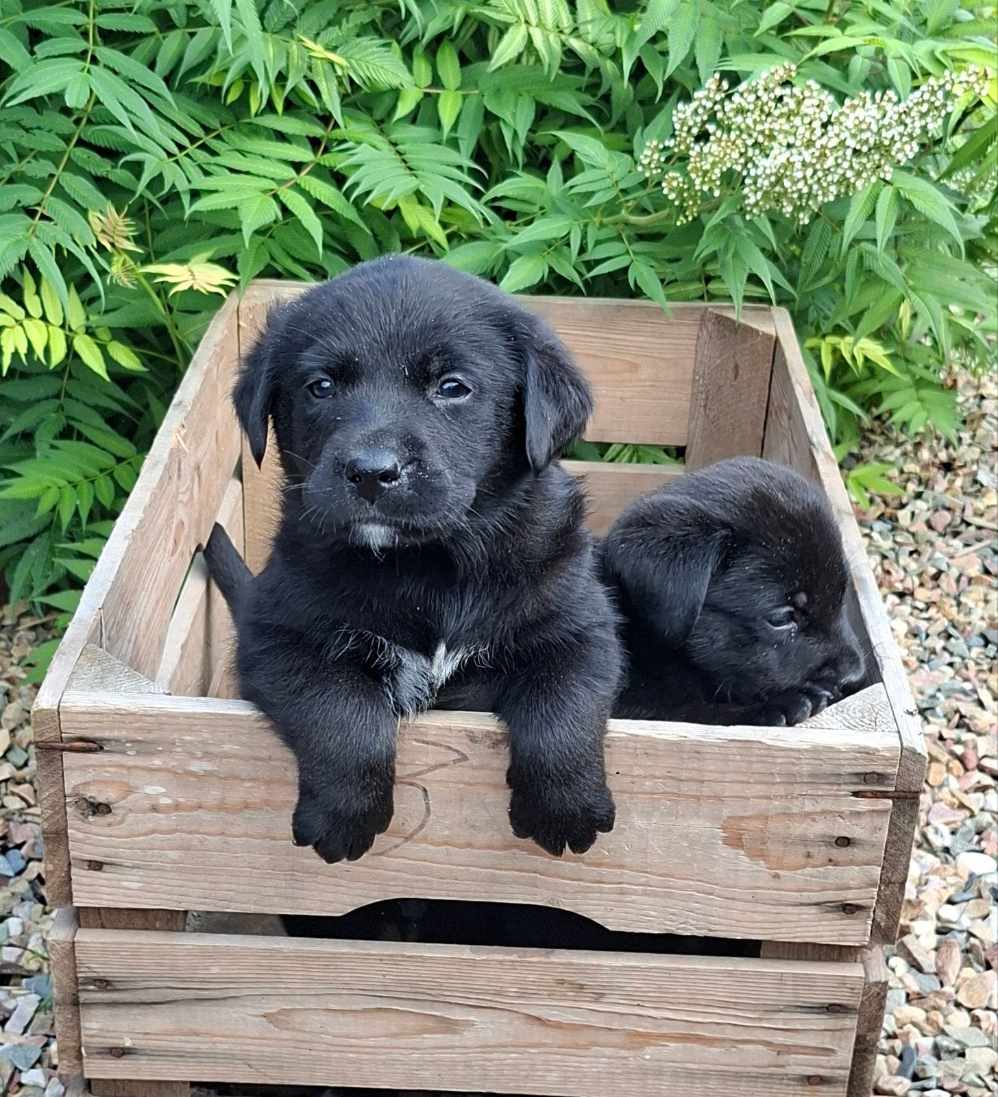zeer lieve boulab pups, 8 tot 15 weken, Parvo, Meerdere, Meerdere dieren