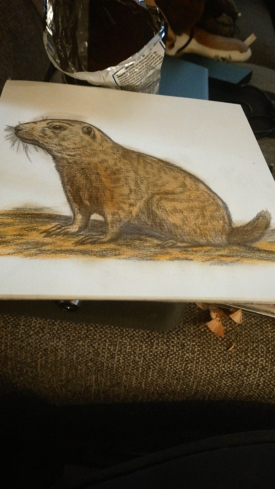 Gedetailleerde tekening van een marmot, Ophalen of Verzenden, Tekening, Potloodtekening, Origineel