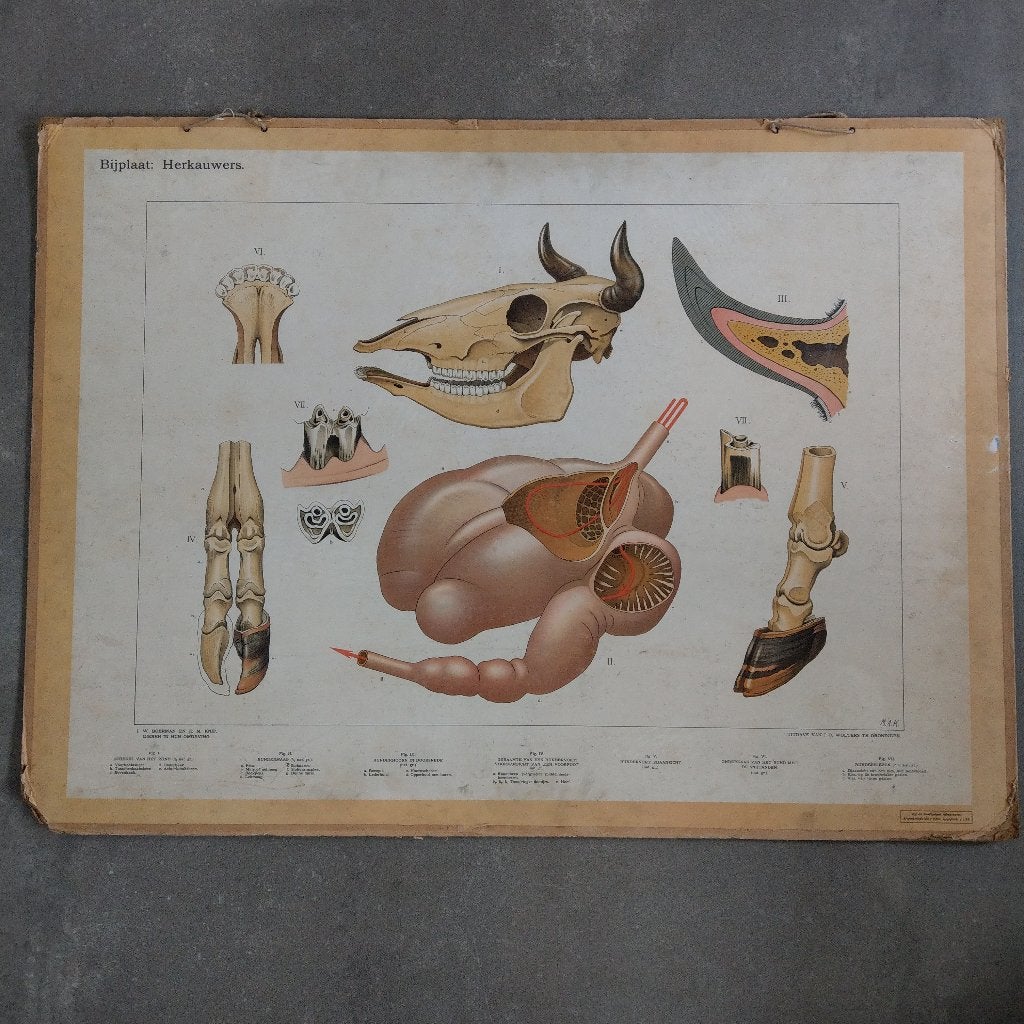 Bijplaat Herkauwers – Koekkoek 1915, Ophalen of Verzenden, Natuur en Biologie