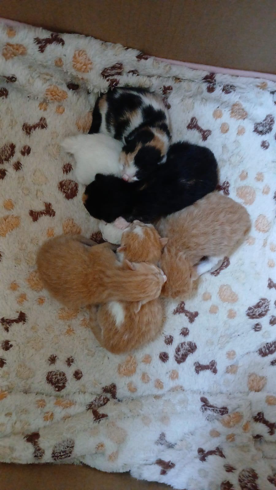kruising, Britse korthaar X huiskat kittens, Dieren en Toebehoren, Meerdere dieren