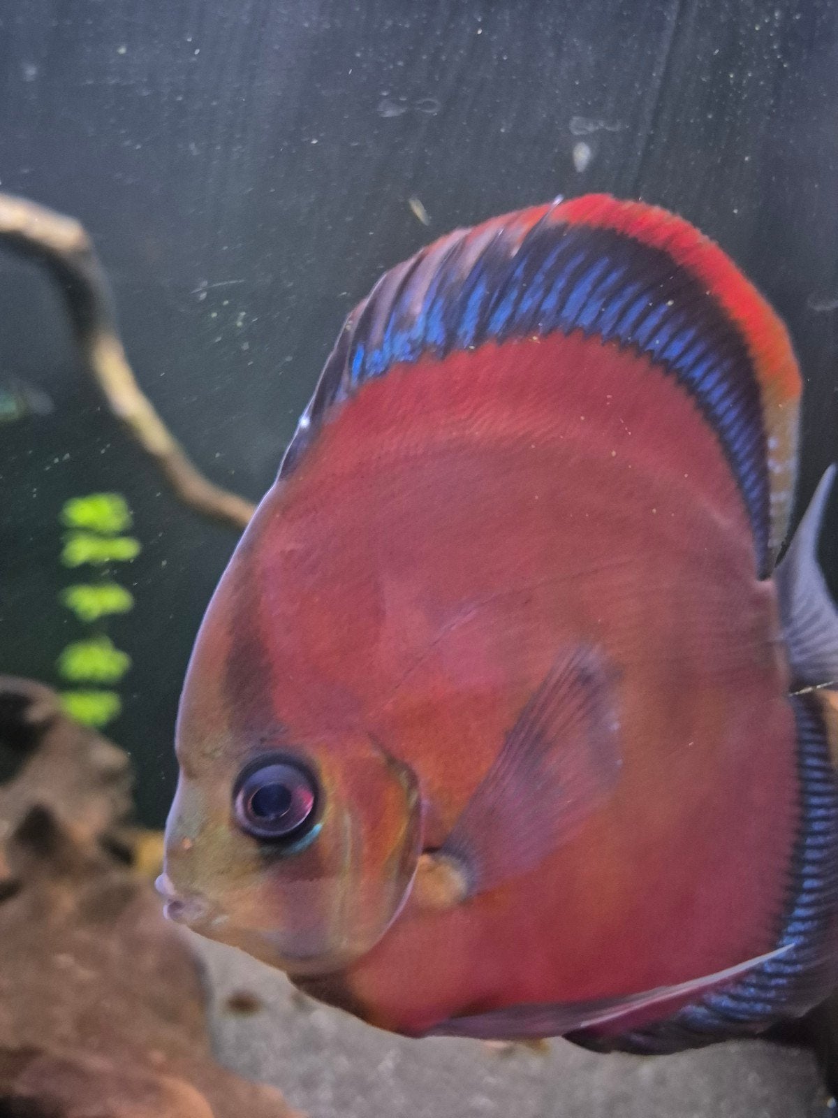 Discus kweekkoppel, Dieren en Toebehoren, Vis