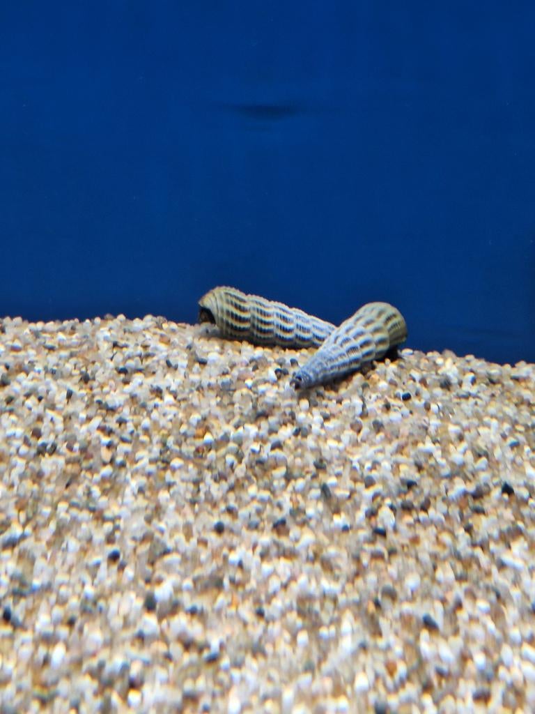 Sulawesie slak tylomelania marwotoae aquarium vissen vis