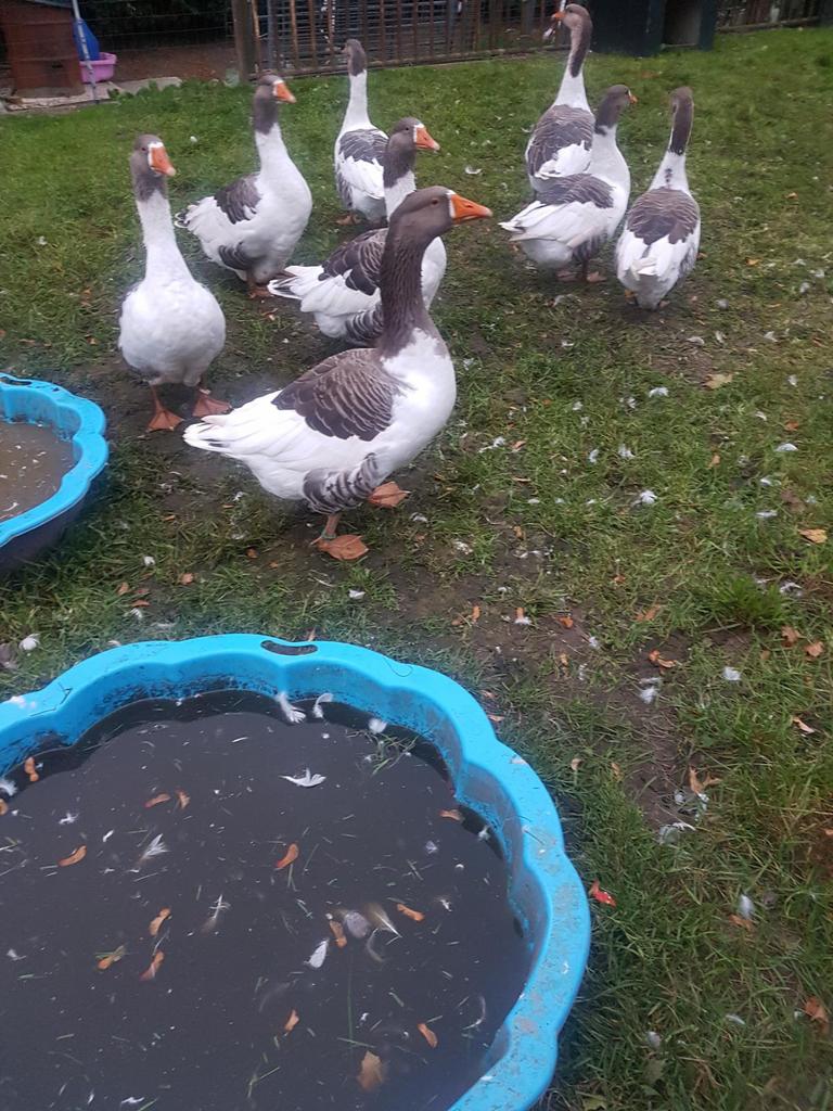 TE KOOP GEVRAAGD BROEDEIEREN VAN POMMERSE GANZEN, Dieren en Toebehoren, Pluimvee, Gans of Zwaan, Geslacht onbekend