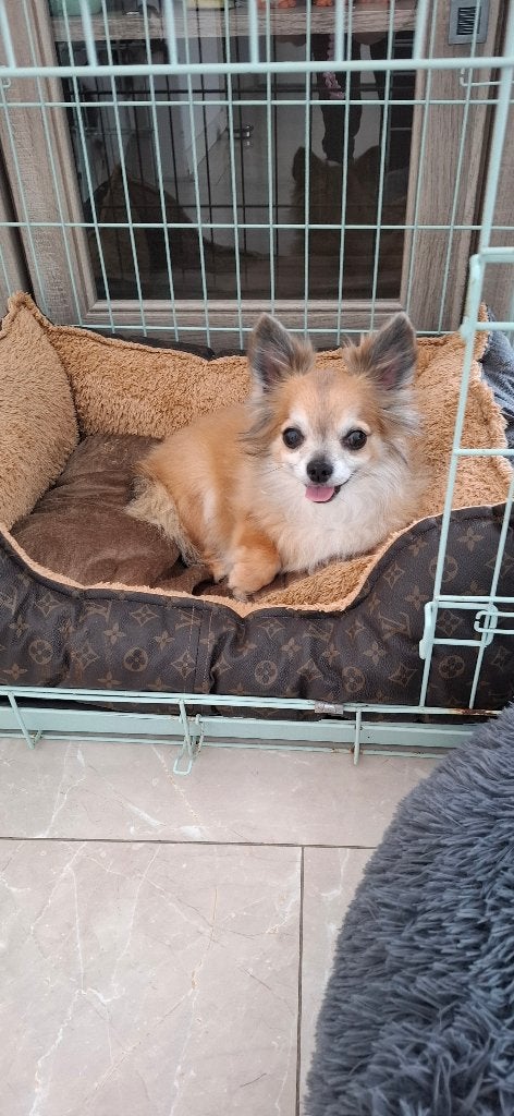 Hond, 6 jaar of ouder, Reu, Eén hond, Chihuahua