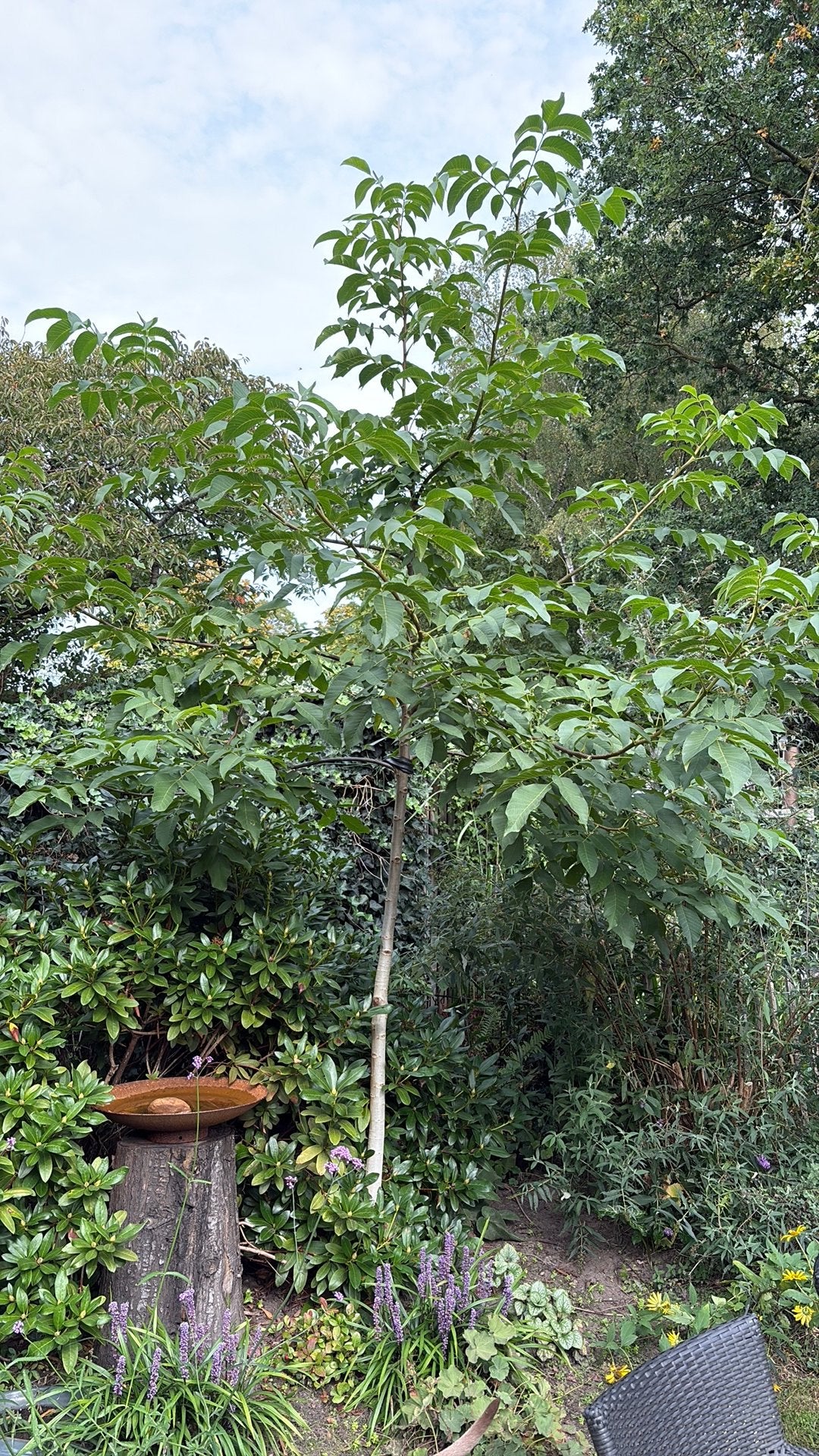 Walnoot, Ophalen, Volle zon, Overige soorten, 250 tot 400 cm