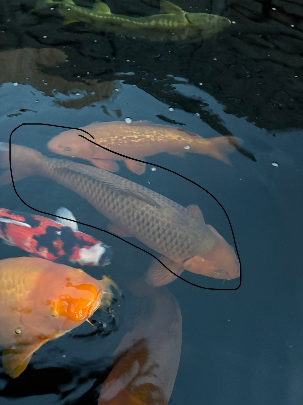 Chagoi japanse koi, Karper of Koi