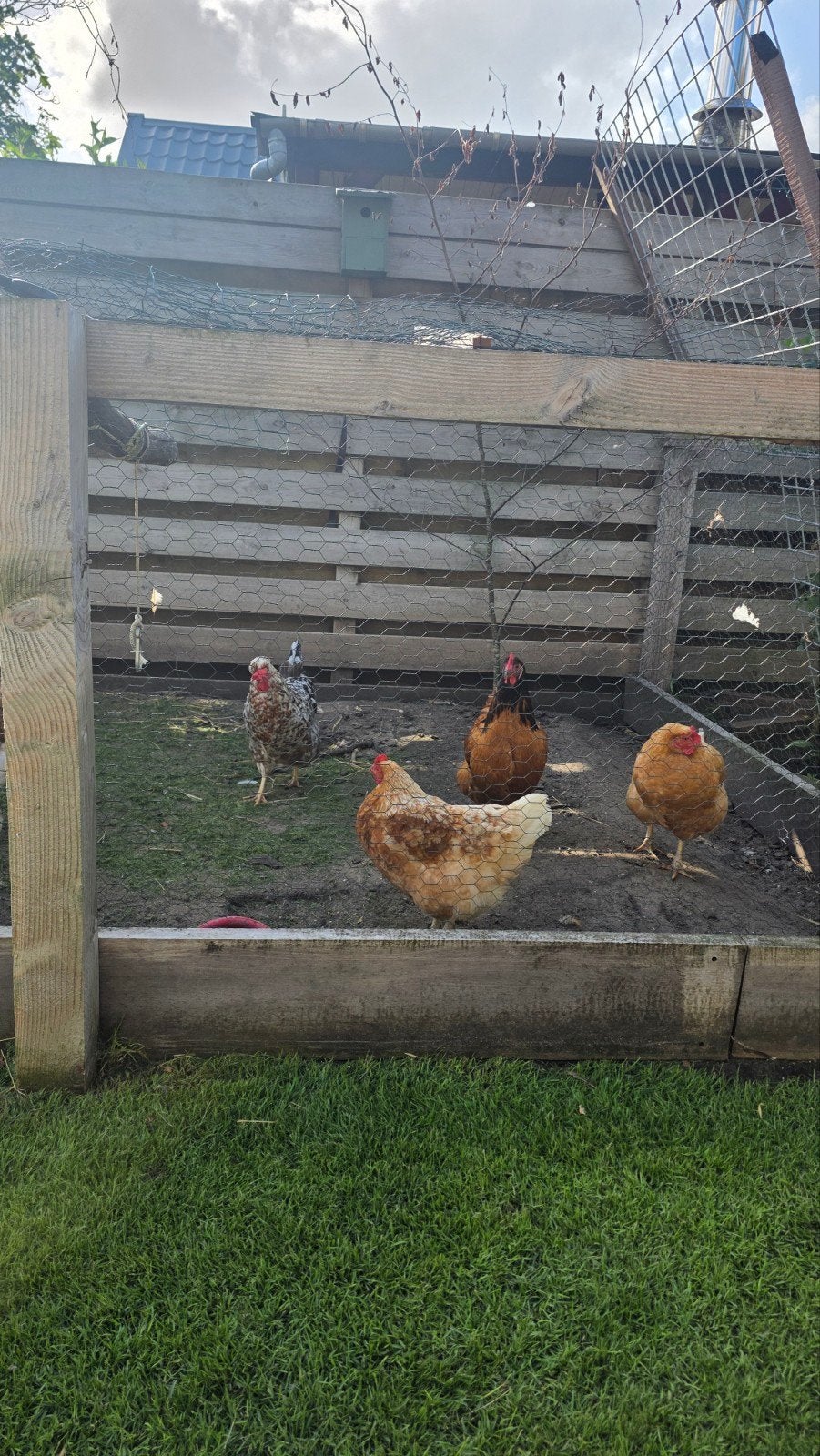 mooie kippen, Dieren en Toebehoren, Pluimvee, Vrouwelijk, Kip