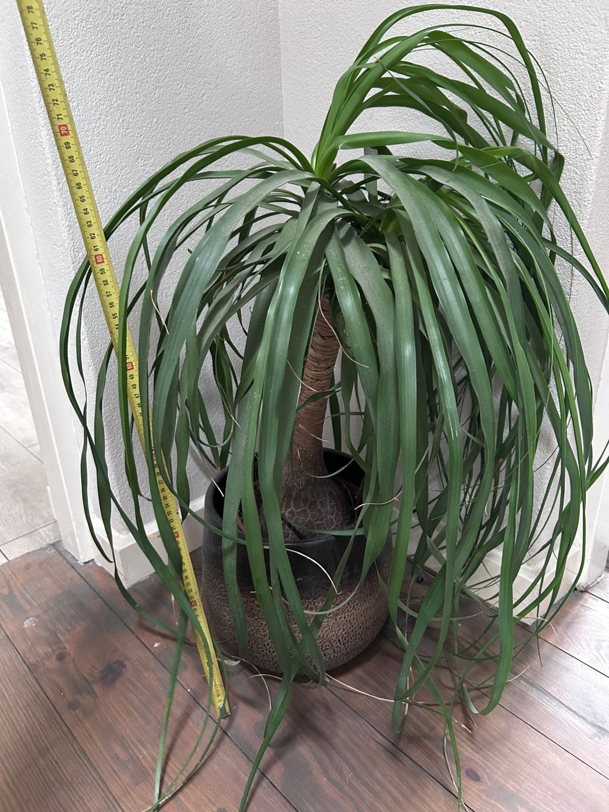 Plant met pot, Huis en Inrichting, Ophalen, Halfschaduw, Minder dan 100 cm