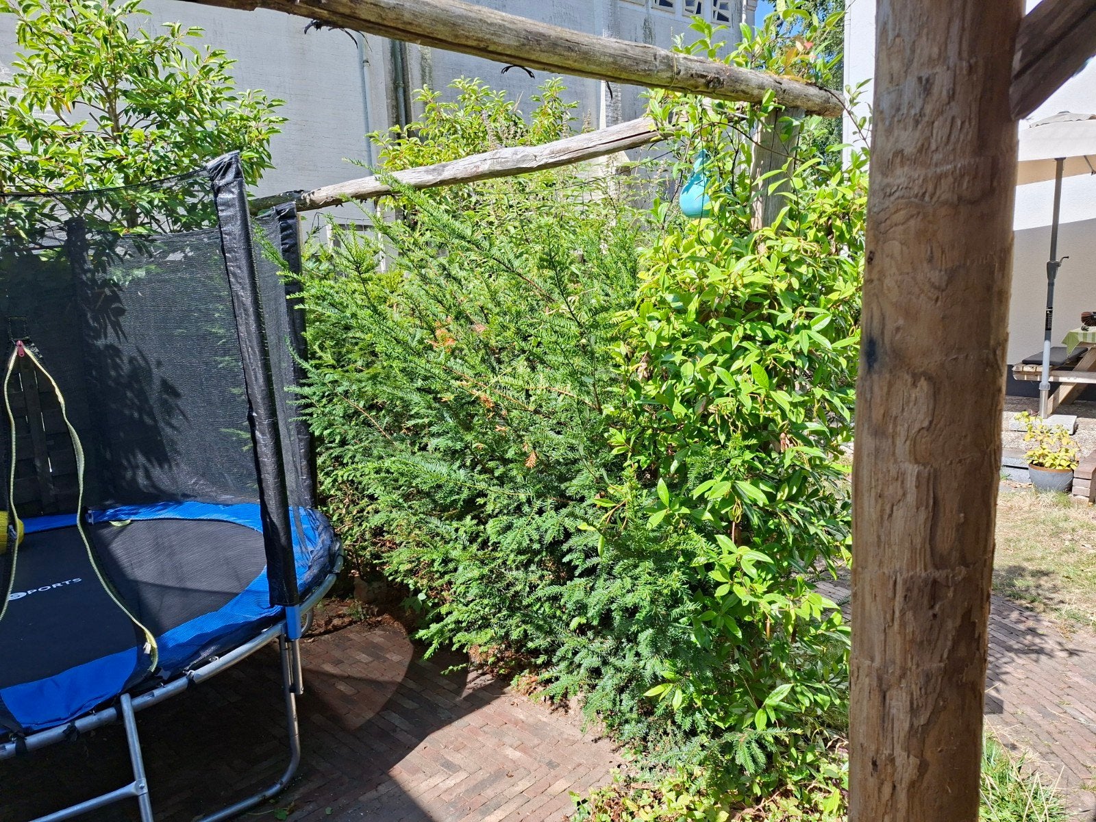 7x taxus struik heg, Tuin en Terras, Planten | Struiken en Hagen, Ophalen, Taxus, Haag, Minder dan 100 cm
