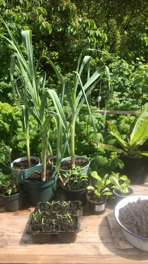 Olifantsknoflook 🌿🌱💚, Tuin en Terras, Planten | Tuinplanten, Volle zon, Eenjarig, Bloeit niet, Ophalen
