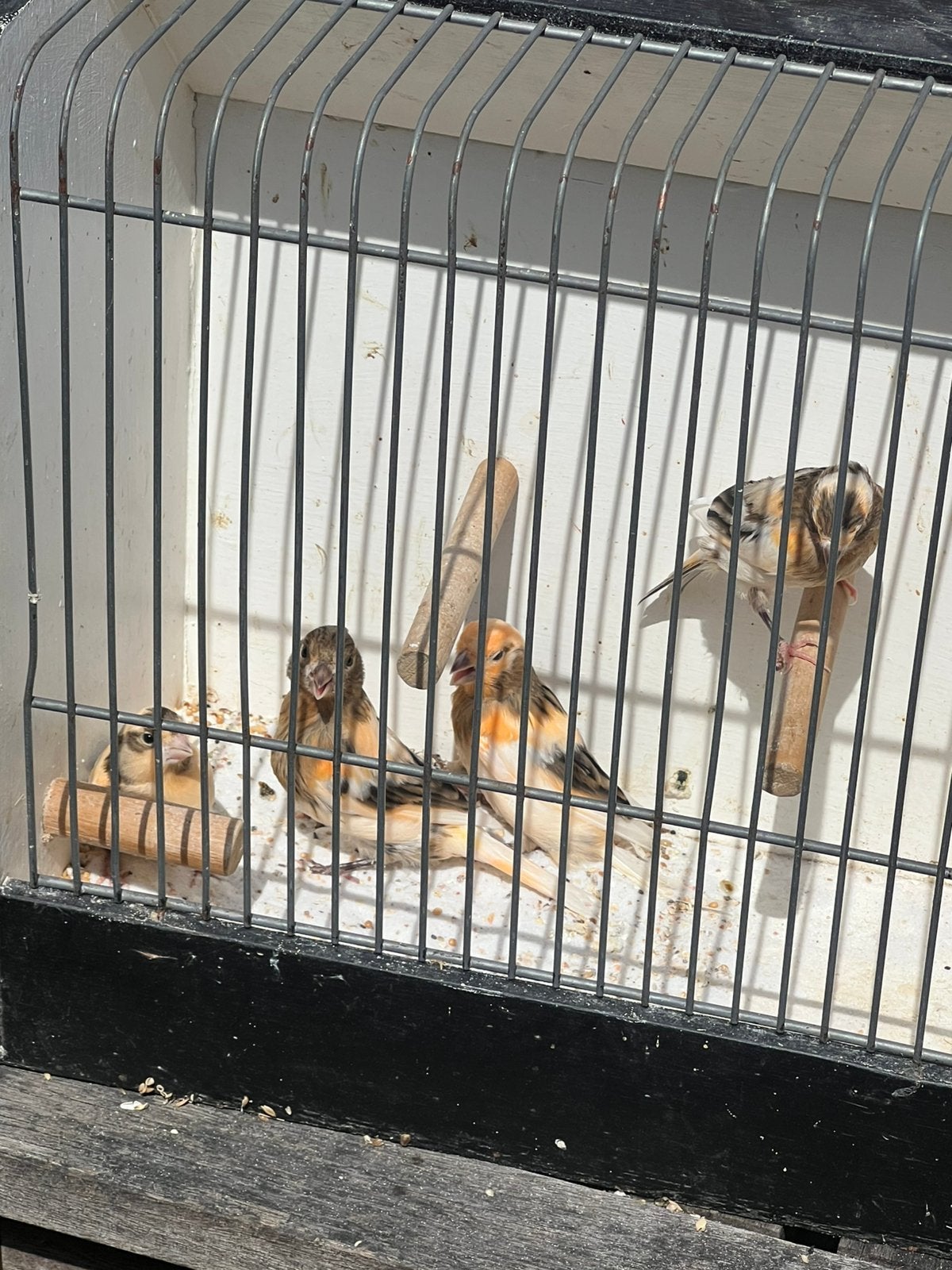 Harlekijnkanaries, Dieren en Toebehoren, Geslacht onbekend, Kleurkanarie