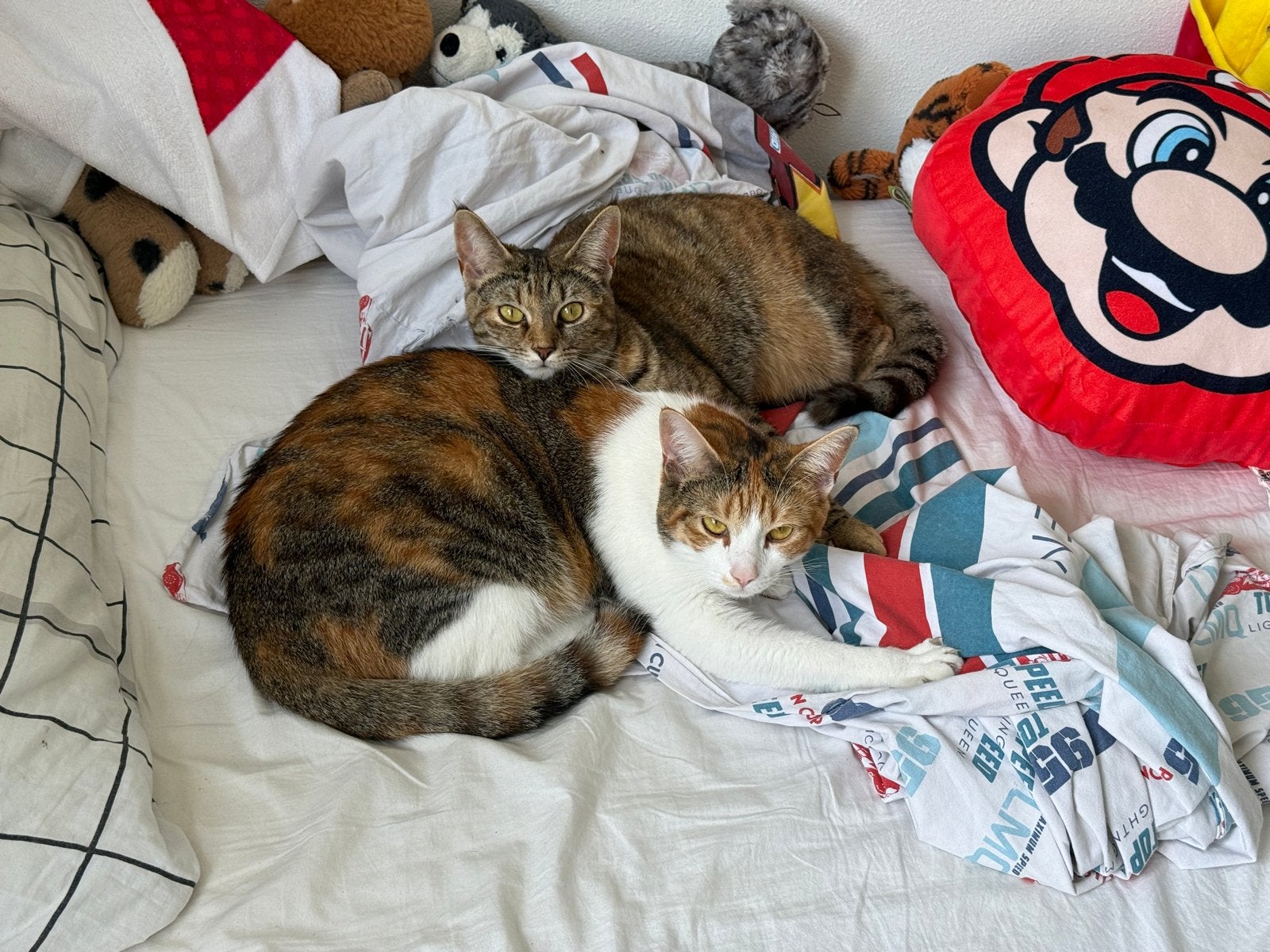 2 britse korthaar poesjes (1 jaar oud), Poes
