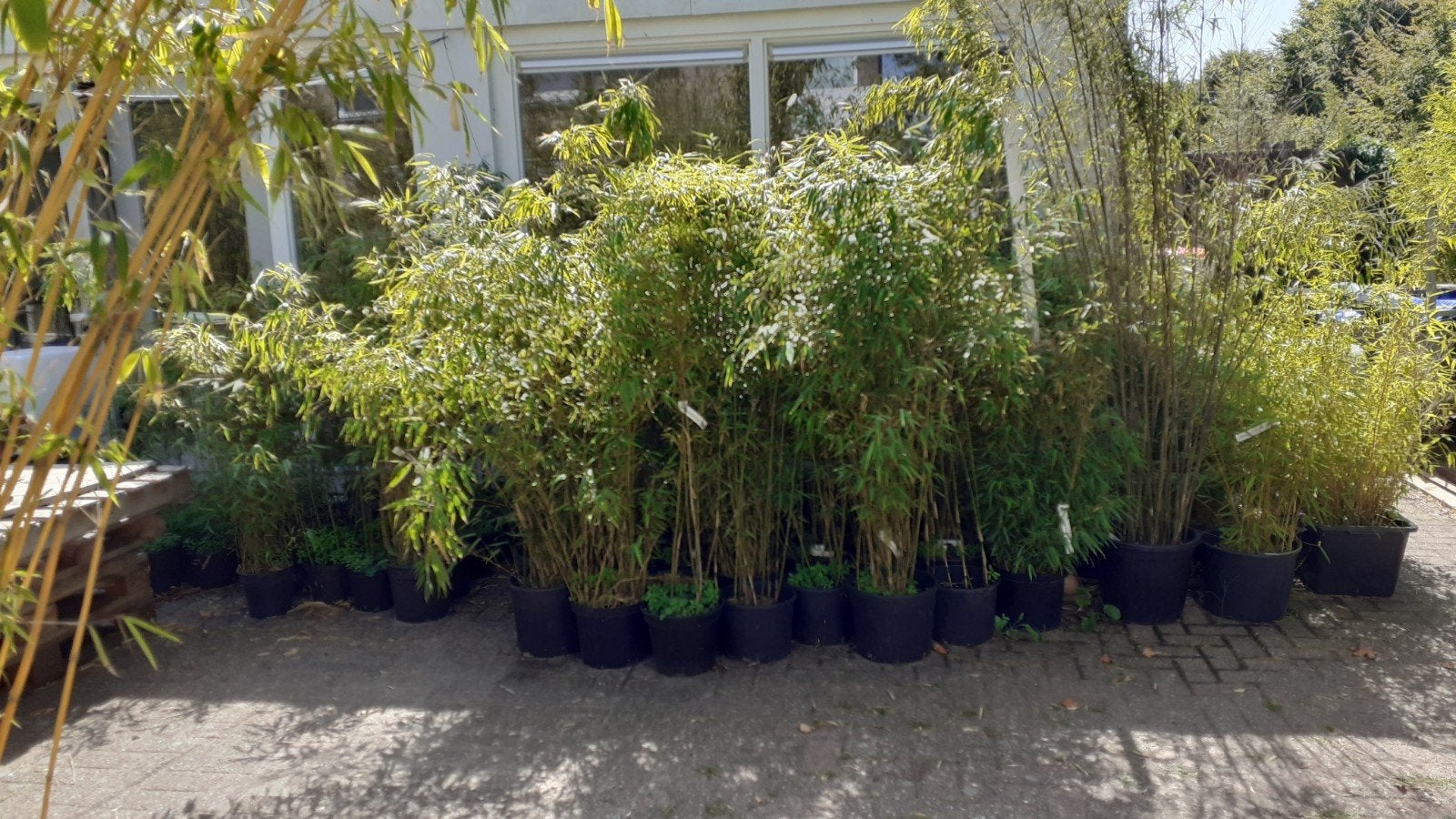 Grote bamboeplanten niet woekerend., Ophalen, Overige soorten, Volle zon