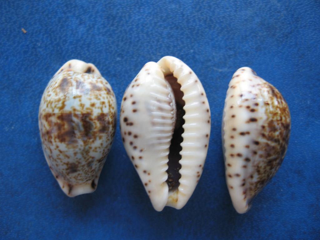 Schelpen: Cypraea lentiginosa Gray gem- 22-28mm, Verzamelen, Mineralen en Fossielen, Verzenden, Schelp(en)