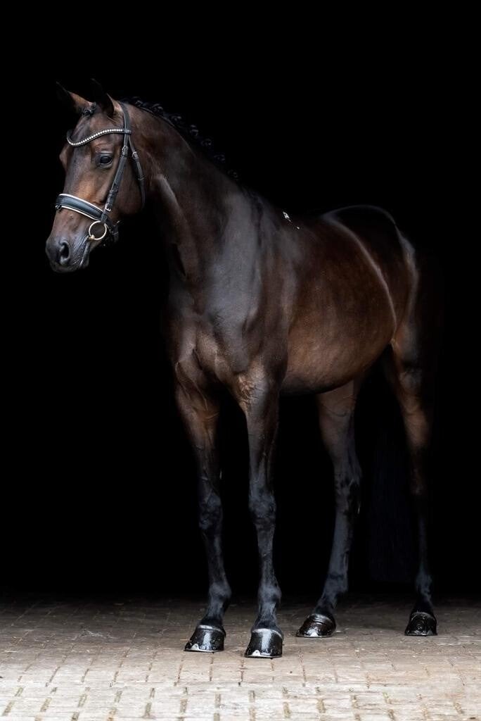 Meerdere kwaliteitsvolle dressuurpaarden ! ️⭐️ Koop en Lease, Dieren en Toebehoren, Paarden, Merrie, Met stamboom, M, Dressuurpaard