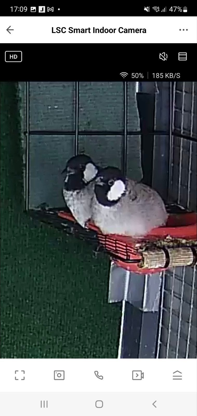 koppel witoor buulbuul man2023 pop 2025, Dieren en Toebehoren, Meerdere dieren, Tam
