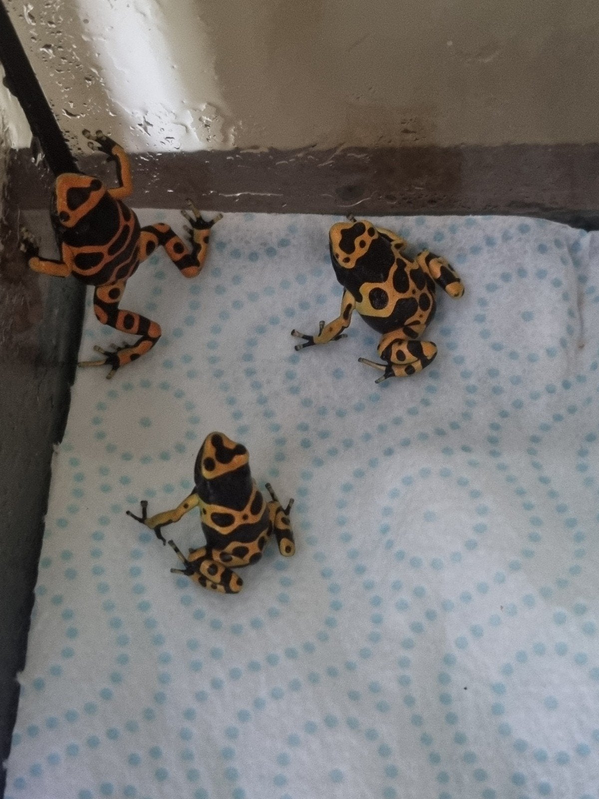 Gifkikker Dendrobates leucomelas 0.0.9, Dieren en Toebehoren, Amfibie, 0 tot 2 jaar