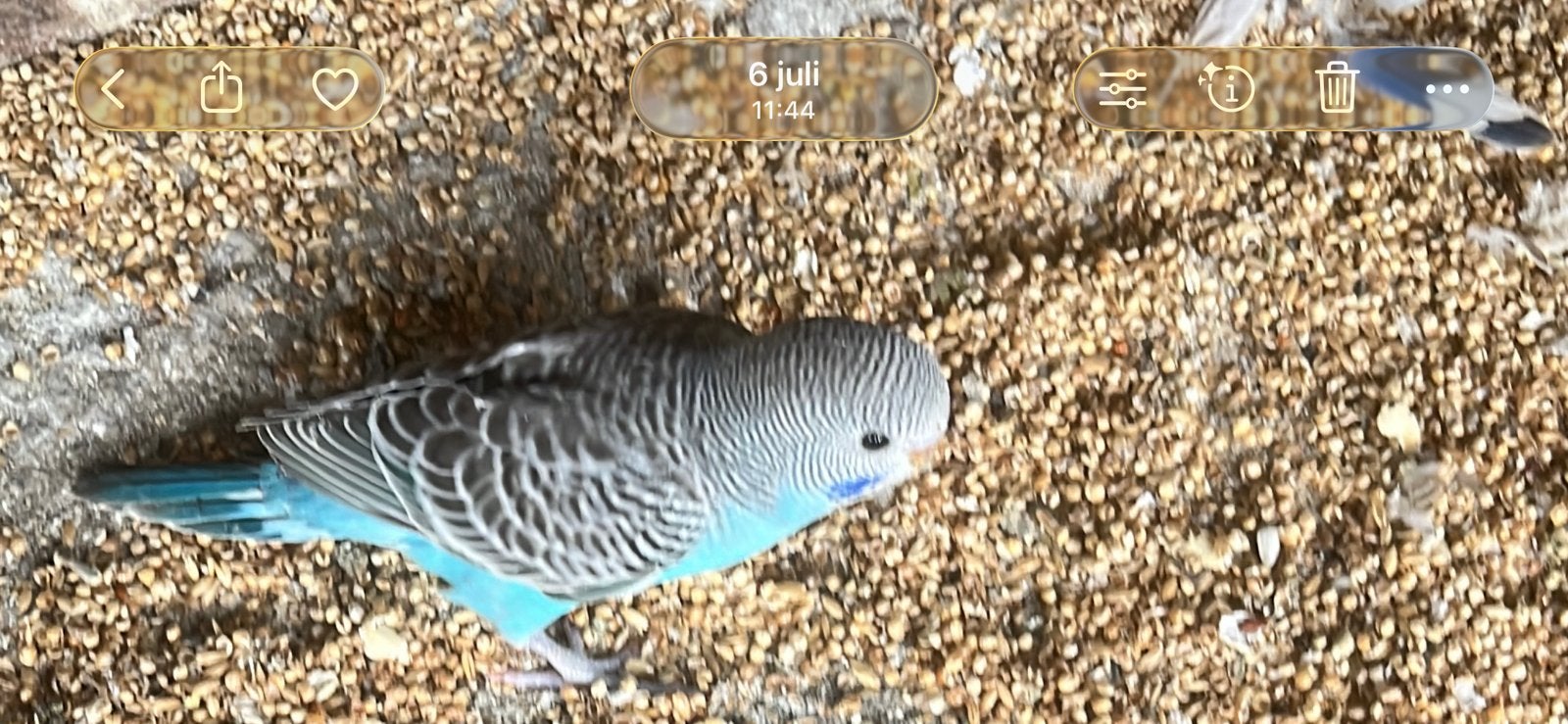 Te koopjonge parkieten om tam te maken uit buitenvoliere, Dieren en Toebehoren, Vogels | Parkieten en Papegaaien, Meerdere dieren