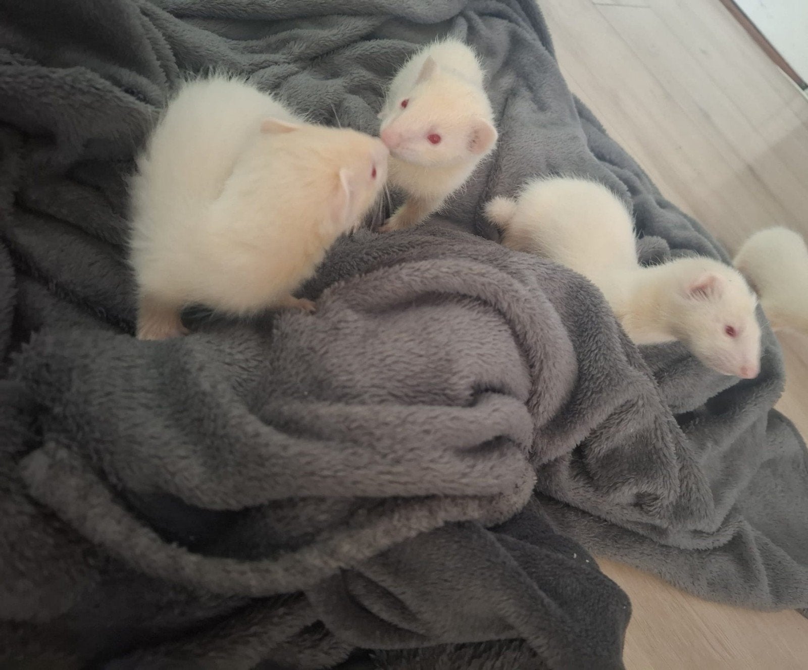 jonge fretjes, Mei, Meerdere dieren