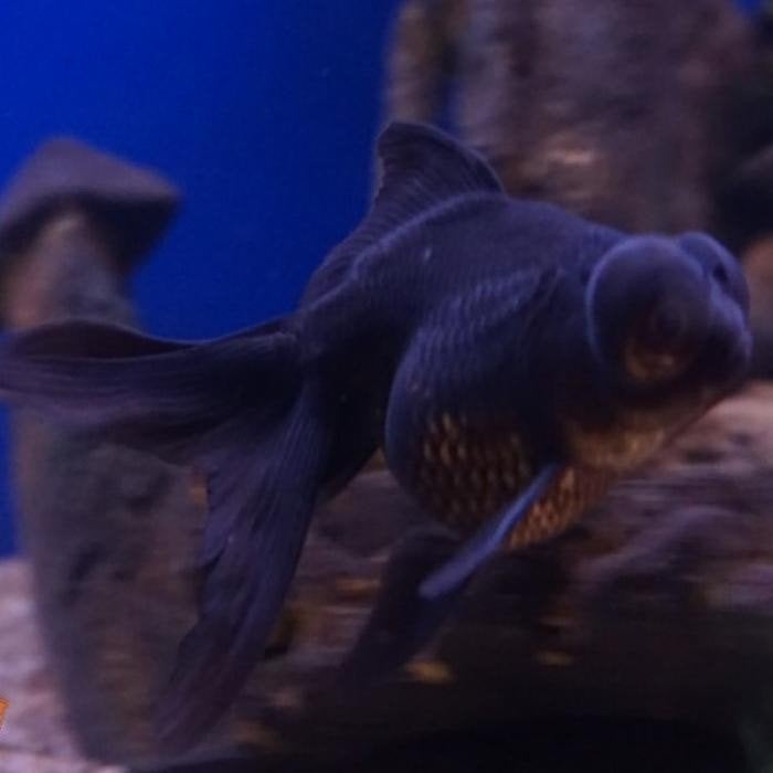 carrasius auratus, Vis