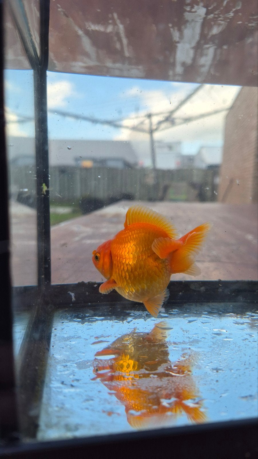 Ryukin goudvis, Vis