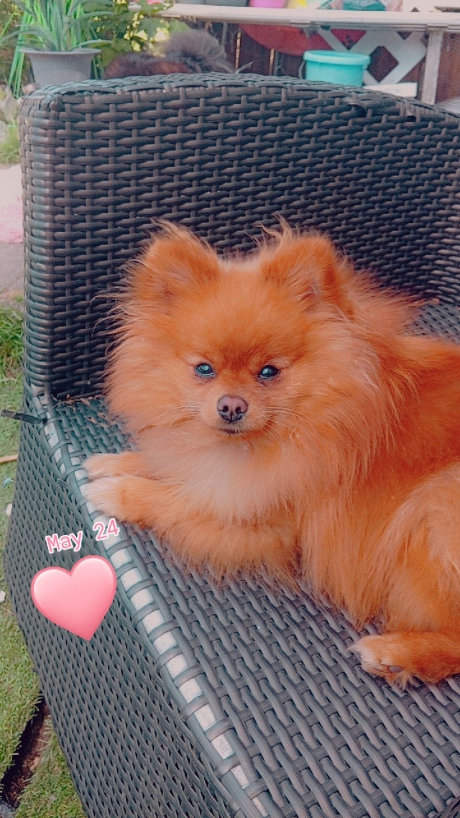 Zeer mooie dekreu aangeboden..Niet tekoop !, Reu, 1 tot 2 jaar, Parvo, Eén hond