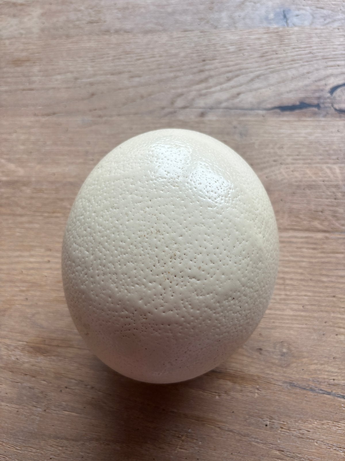 Struisvogel ei 16 cm, Ophalen