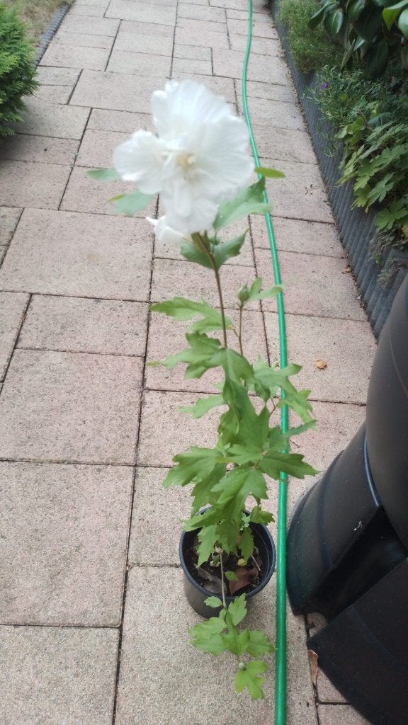 Dubbel witte Hibiscus, Vaste plant, Halfschaduw, Zomer, Ophalen