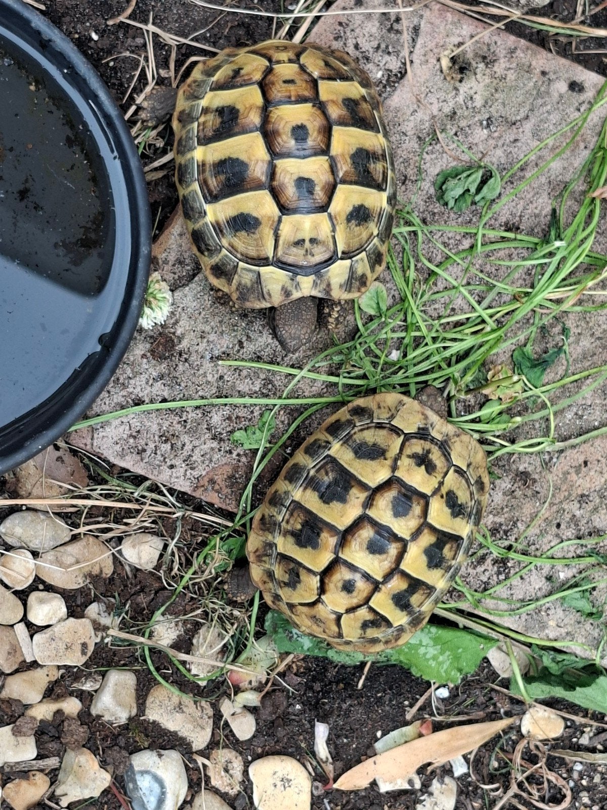 2 Griekse landschildpadden 2 jaar oud, 0 tot 2 jaar