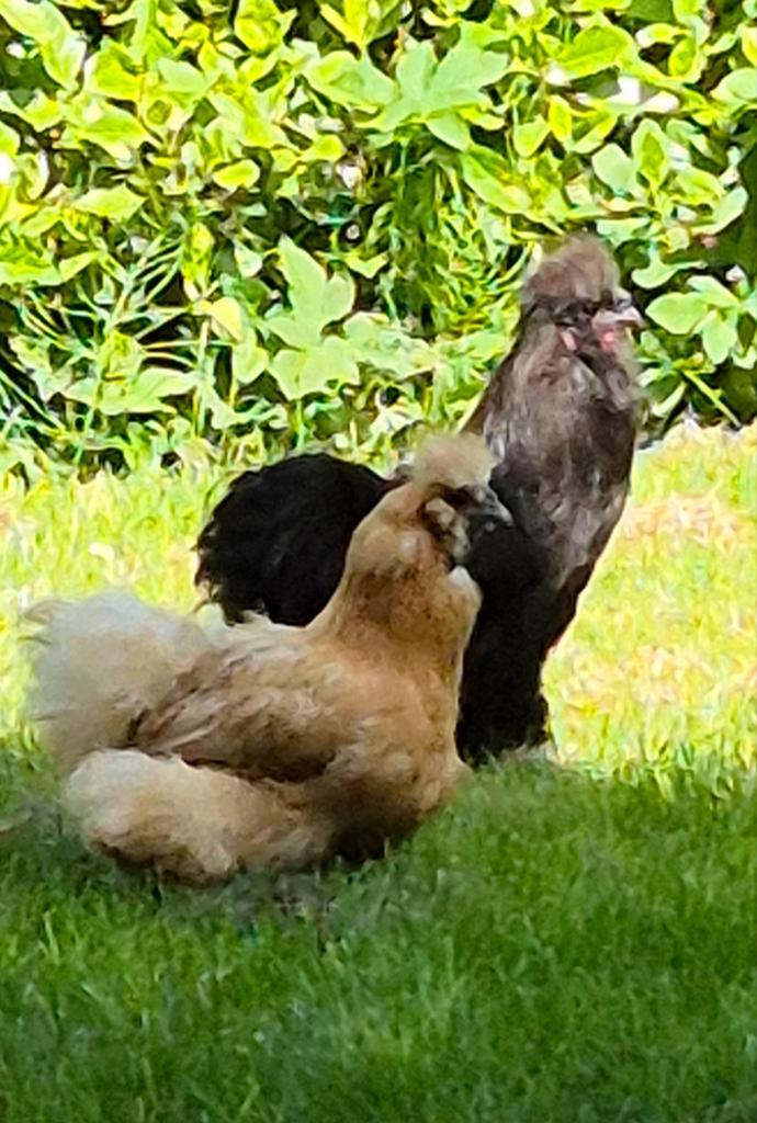 Zwarte zijdehoen haan, Dieren en Toebehoren