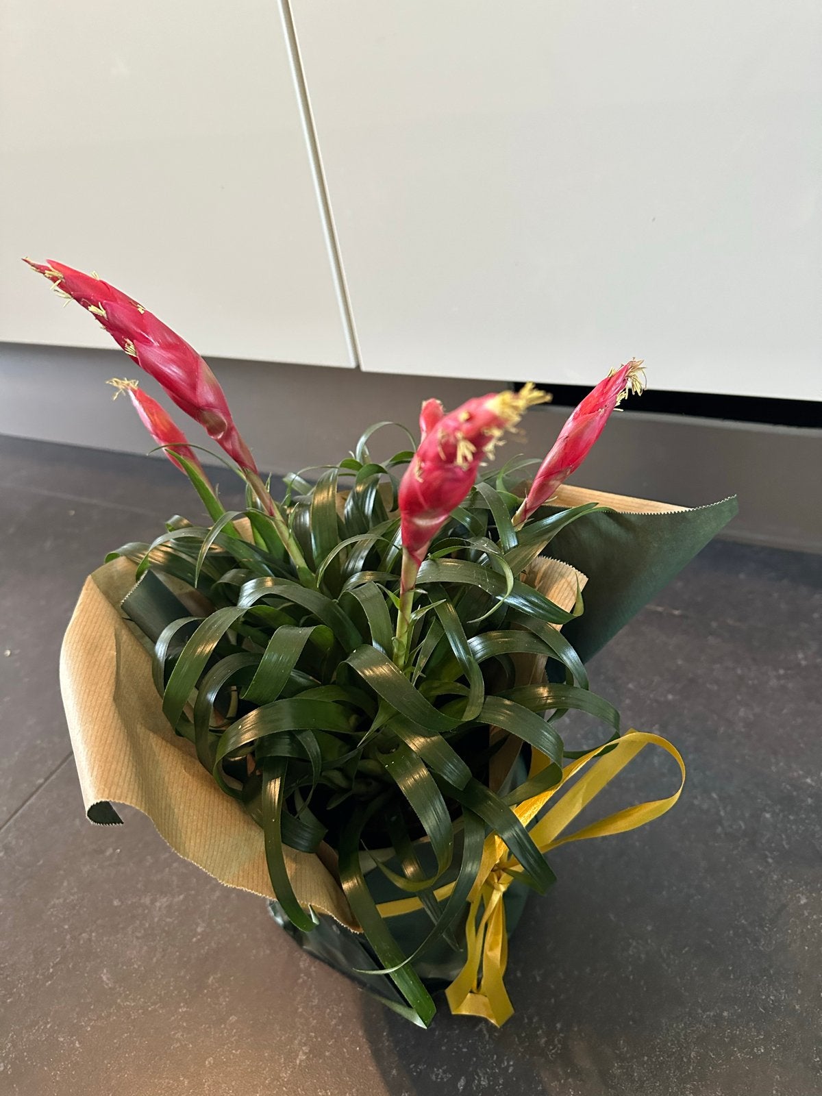 Vrolijke Bromelia plant met roze bloemen, Overige soorten, Vaste plant, Ophalen of Verzenden, Halfschaduw
