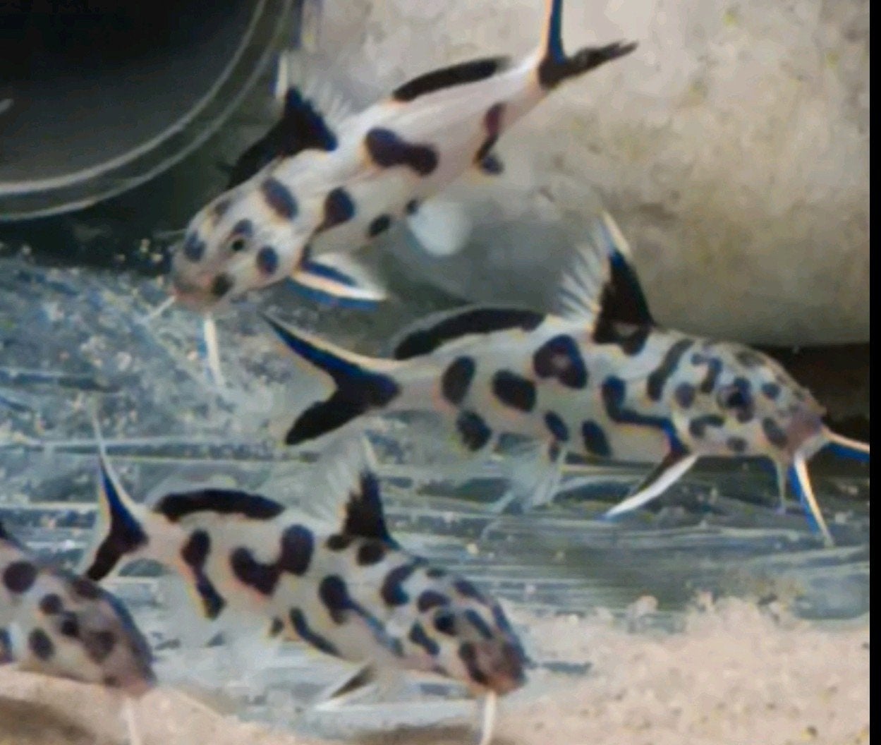 Synodontis poli white Zambia Tanganyika Cichliden vissen, Vis