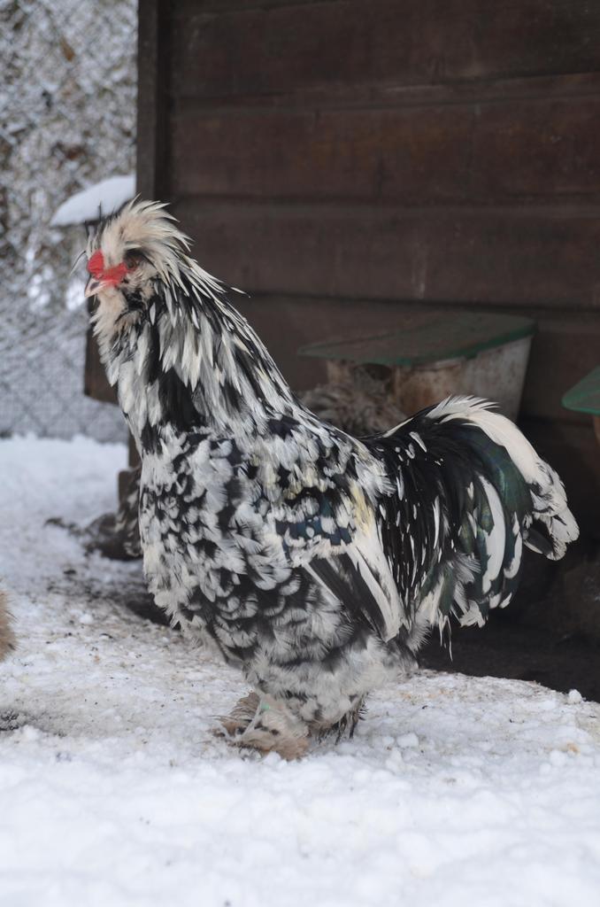 Prachtige usa zijdehoen(der) zwart mottled gladveer haan, Dieren en Toebehoren, Pluimvee, Mannelijk, Kip