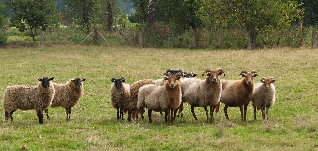 Drentse Heideschapen, Meerdere dieren, Schaap, 0 tot 2 jaar
