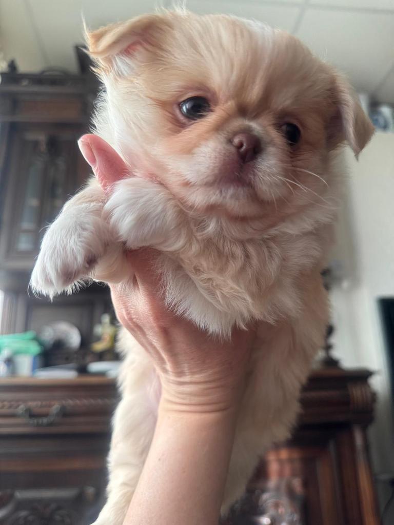 Prachtige rasechte Chihuahua pups, Parvo, 8 tot 15 weken, Meerdere, Meerdere dieren