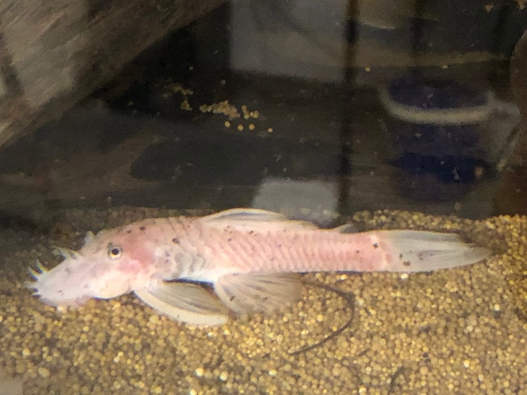 L144 snow white shortfin man, L 144, Dieren en Toebehoren, Vis, Zoetwatervis